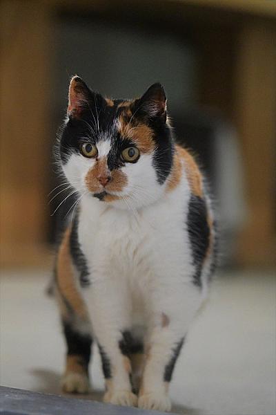 Ella