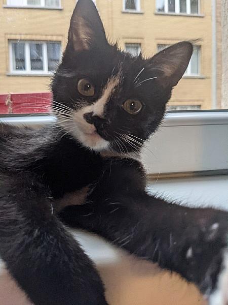 Oreo