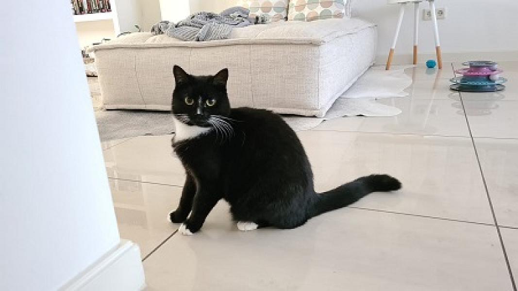 Muis