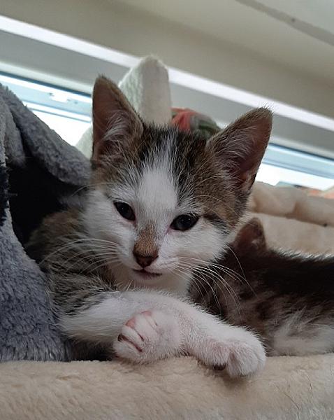 Aslana