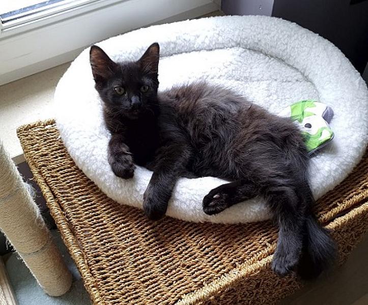 Maximus