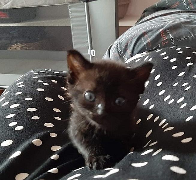 Winston