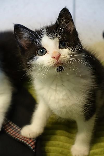 Tux