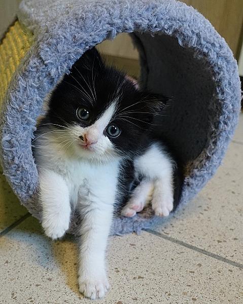 Tache