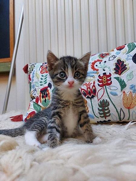 Loesje
