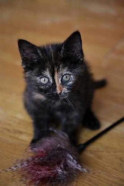 Nori