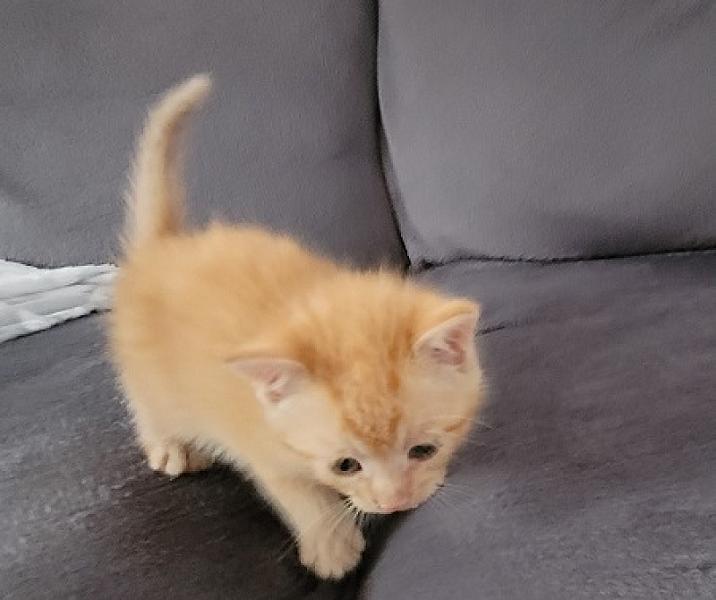 Michi