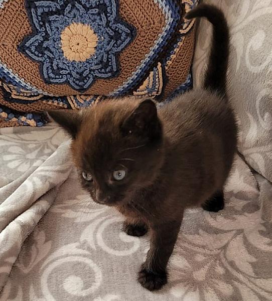 Oliver