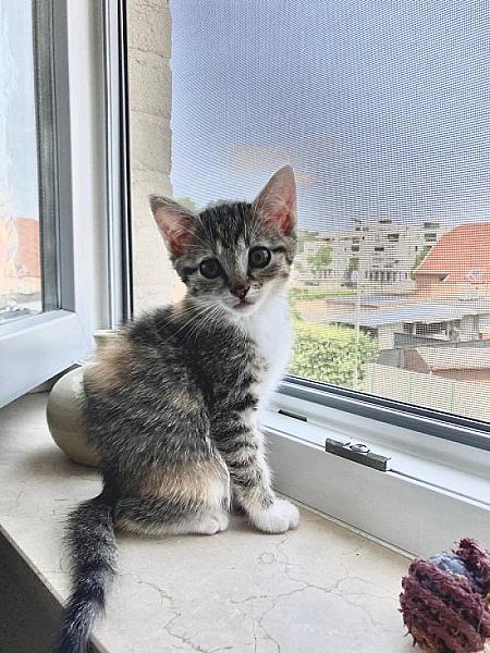 Miss Penny