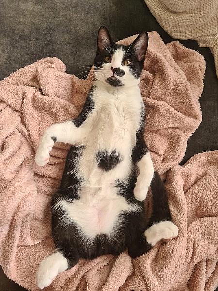 Gaston