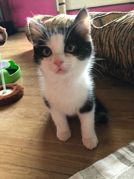 Pumba