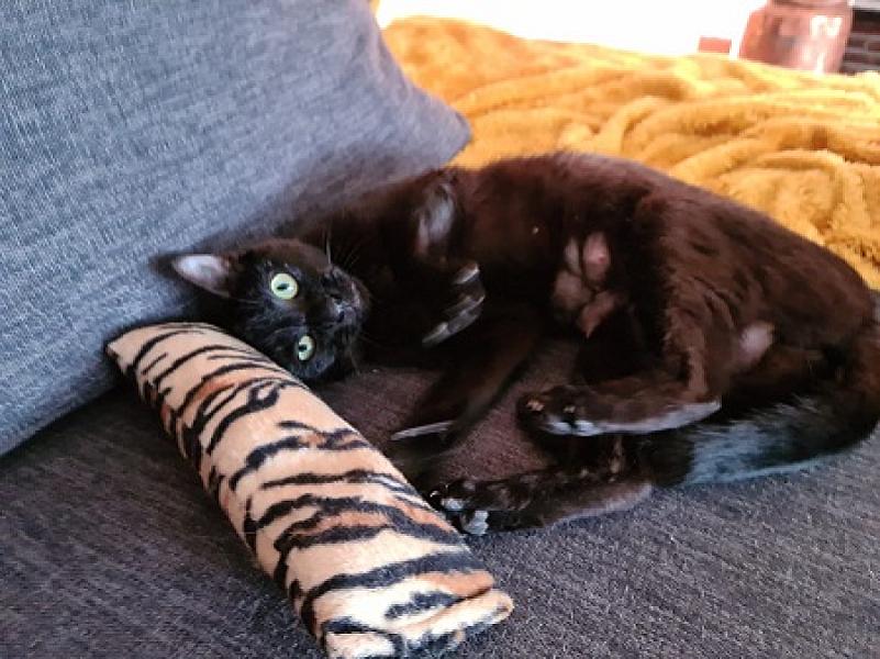 Bonita