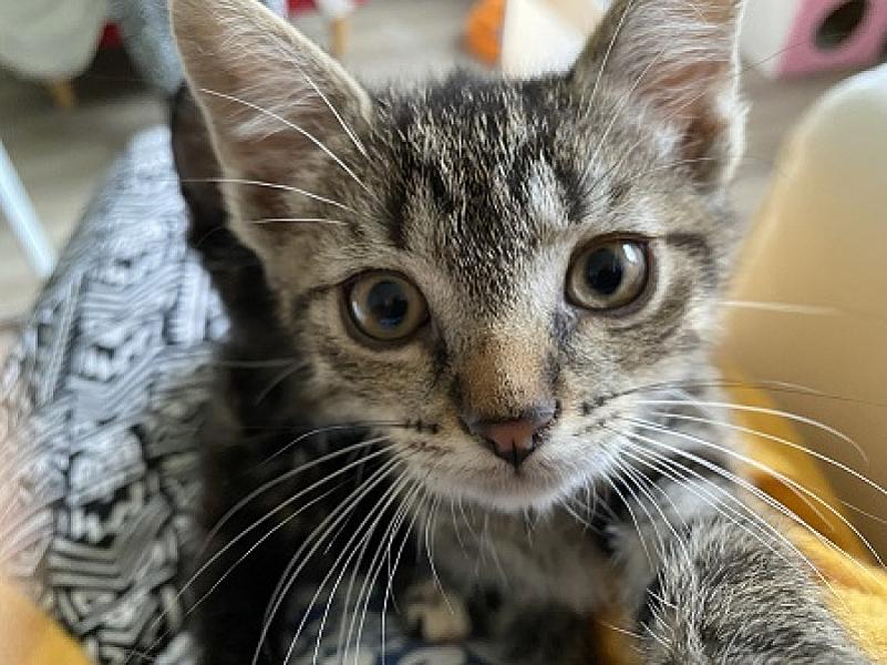 Evita