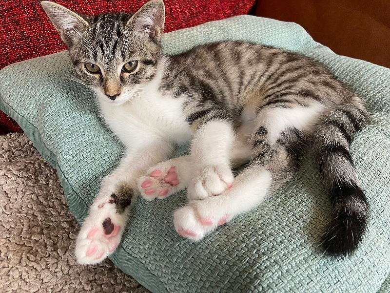 Indi