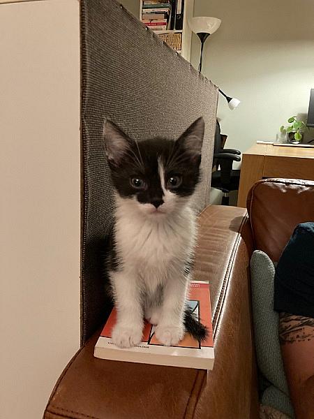 Bella