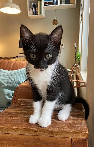 Lulu