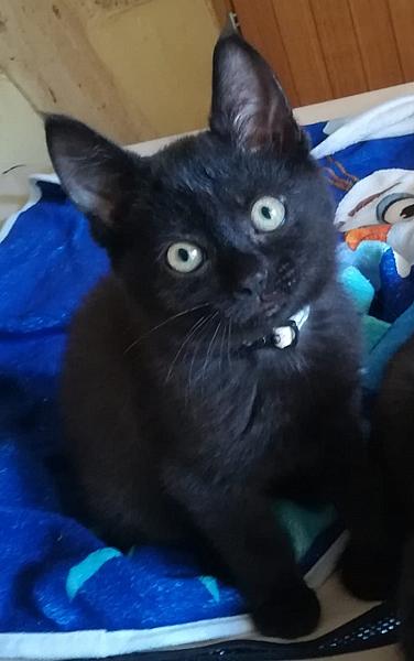 Simba