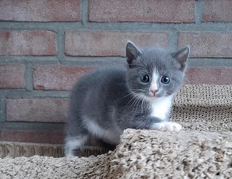 Aiko