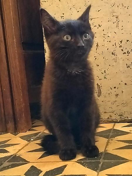 Brownie