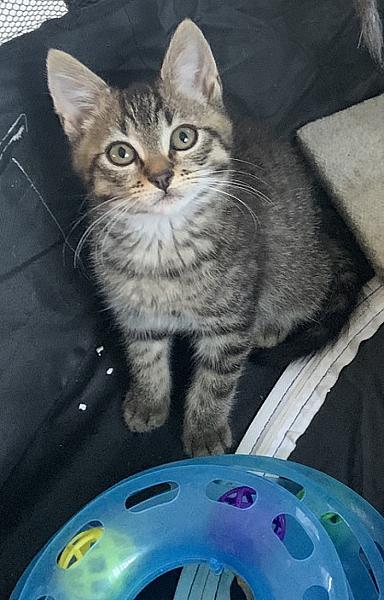 Luca