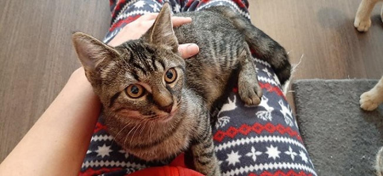 Radja