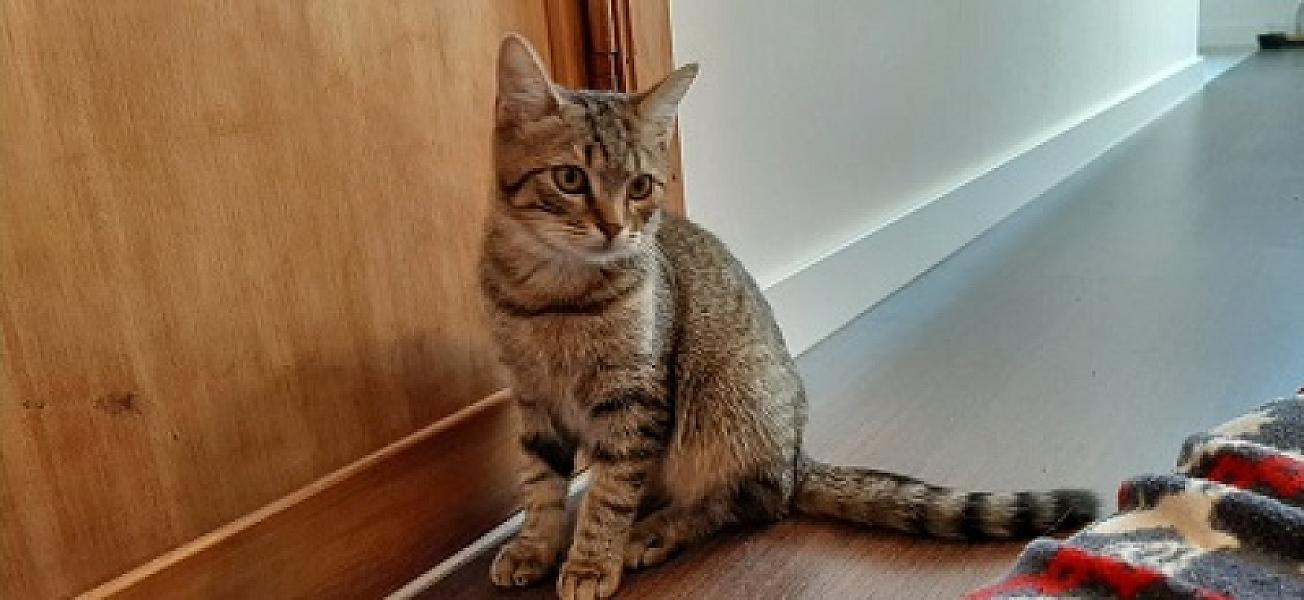 Nala