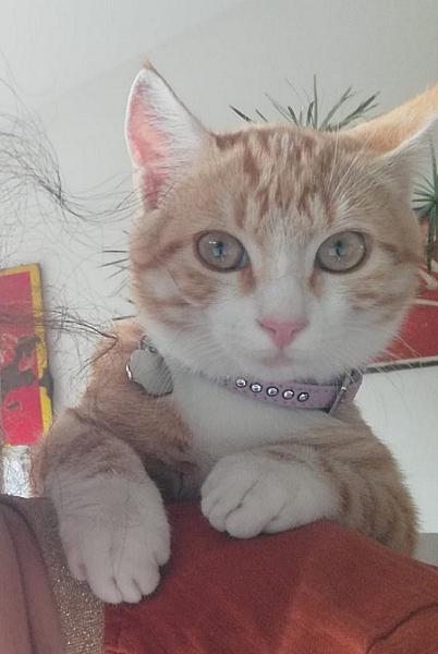 Ginger