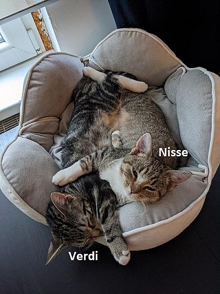 Nisse