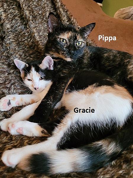 Gracie