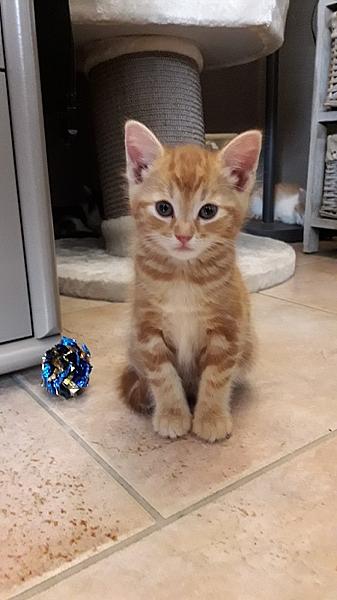Georgie