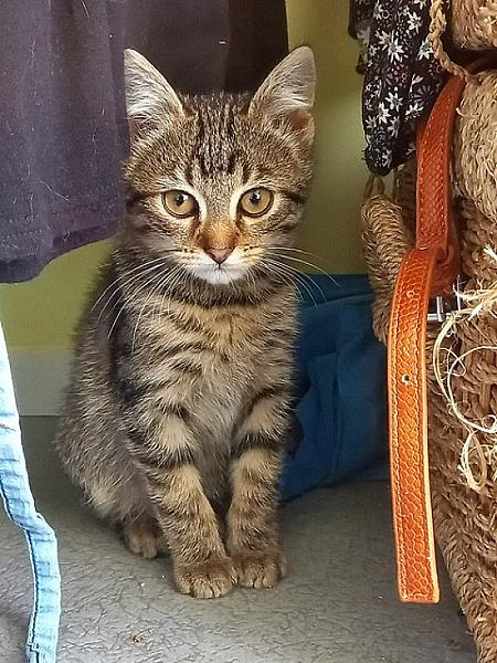 Simba