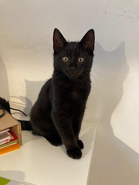 Alfie