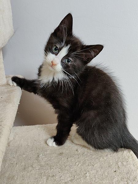 Arya