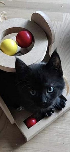 Tom