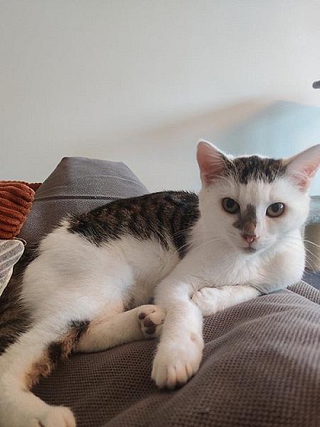 Pip