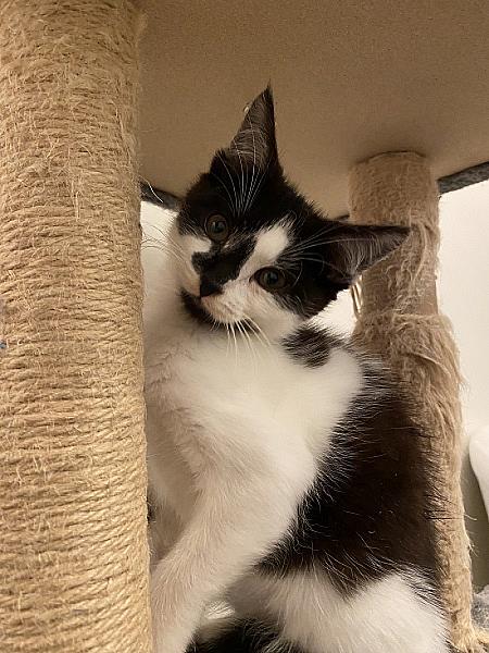 Figaro