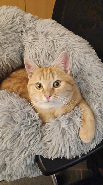 Ginger