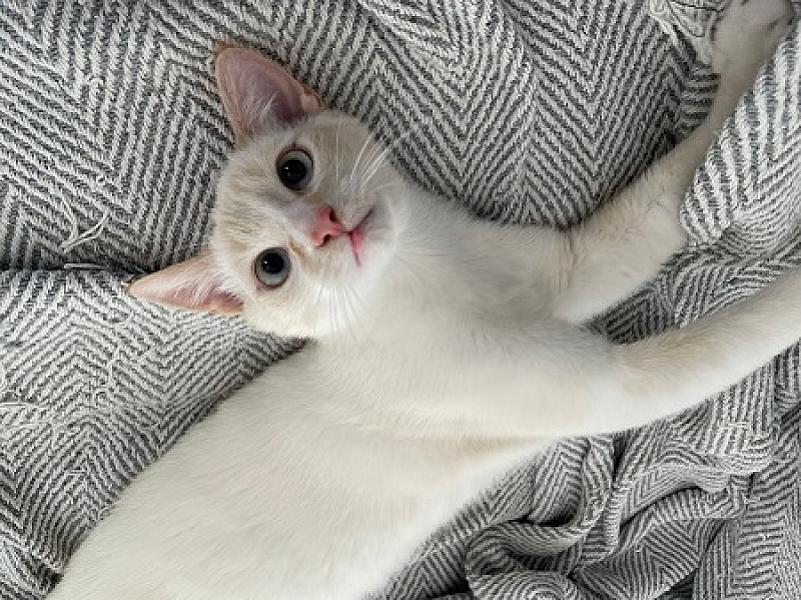 Albino