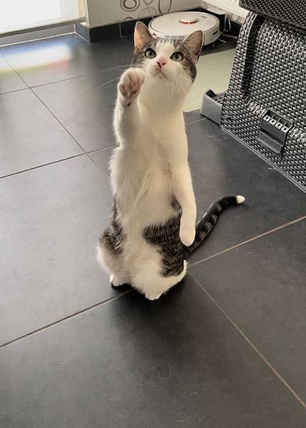 Bo