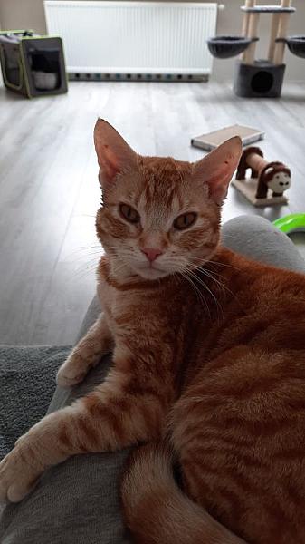 Nala