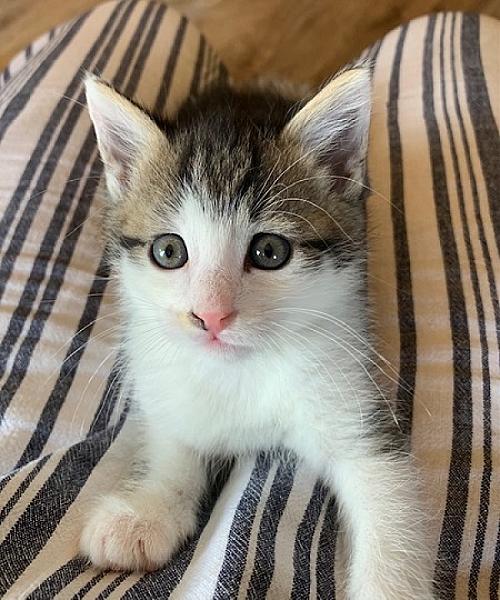 Ollie