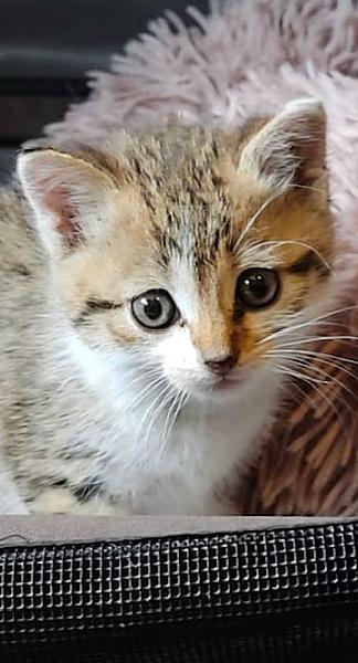 Ella