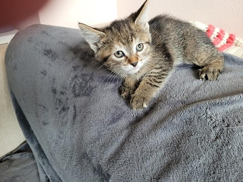 Boris