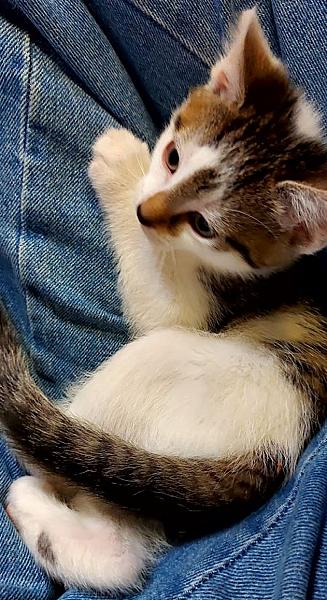 Floki