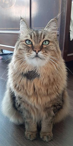 Maurice
