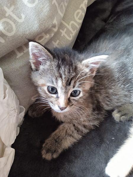 Tora