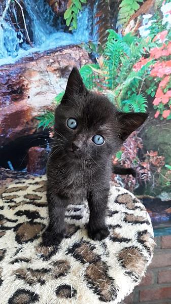 Kuro