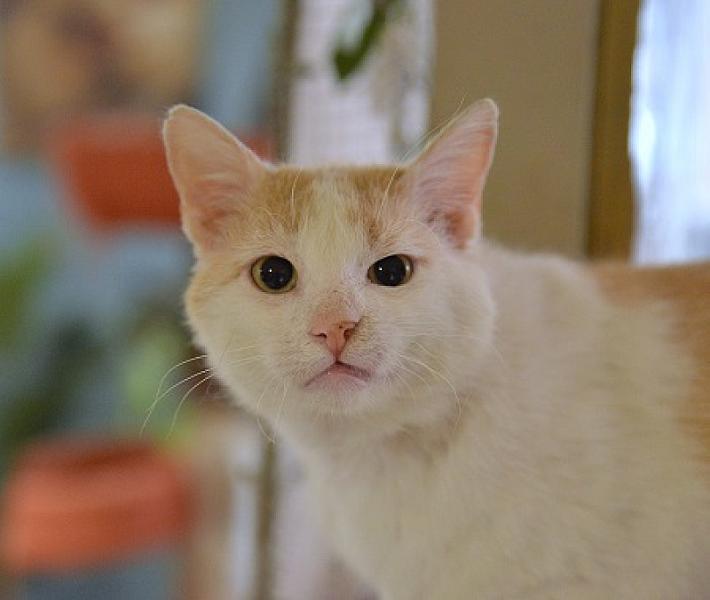 Ozzie