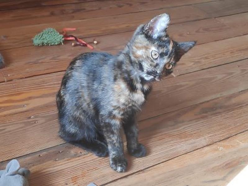 Kitkat
