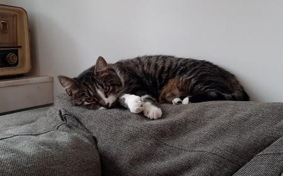 Tilly